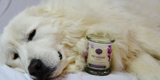 Pet Safety Alert: The Dangers of Scented Candles and Diffusers